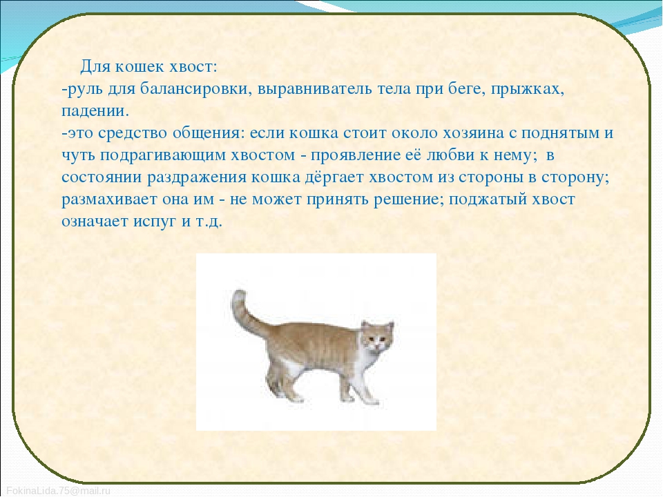 8 интересных фактов о кошачьих хвостах