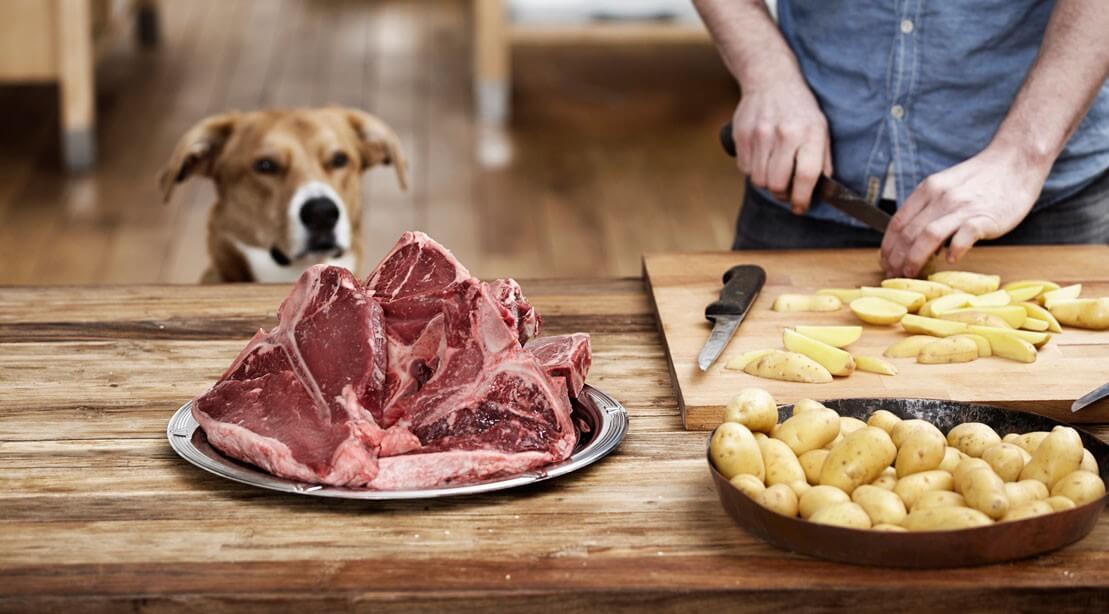 Масла в рационе собаки – вред или польза?