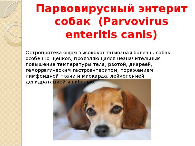 Парвовирусный энтерит (парвовироз) у собак - лечение, симптомы...