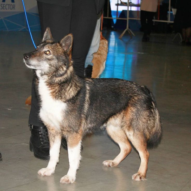 Новая поисковая порода зарегистрированная в россии — собака сулимова или шалайка