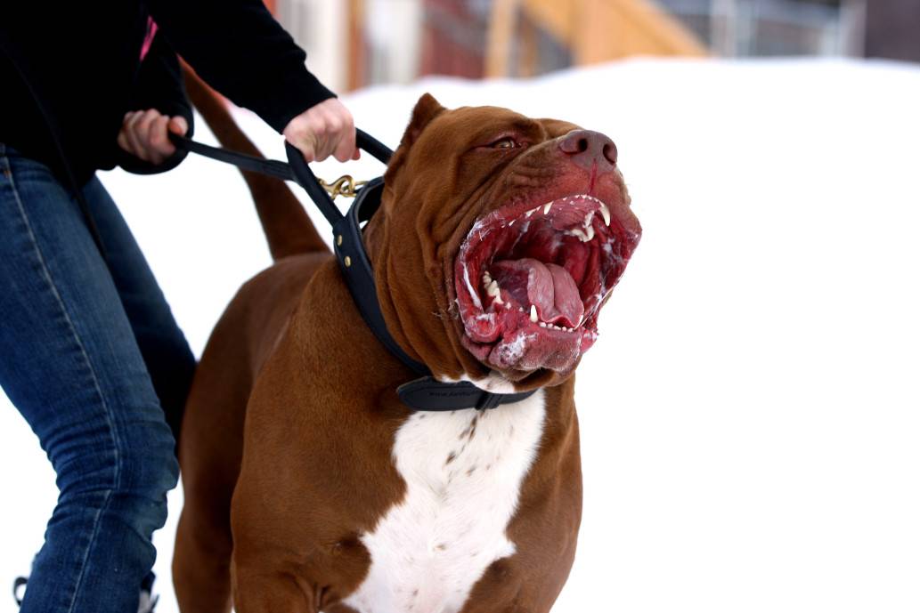 Топ 8 самых опасных собак в мире, с которыми лучше не связываться