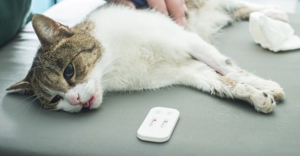 Чумка у кошек | ветеринарная клиника ирины оныщук