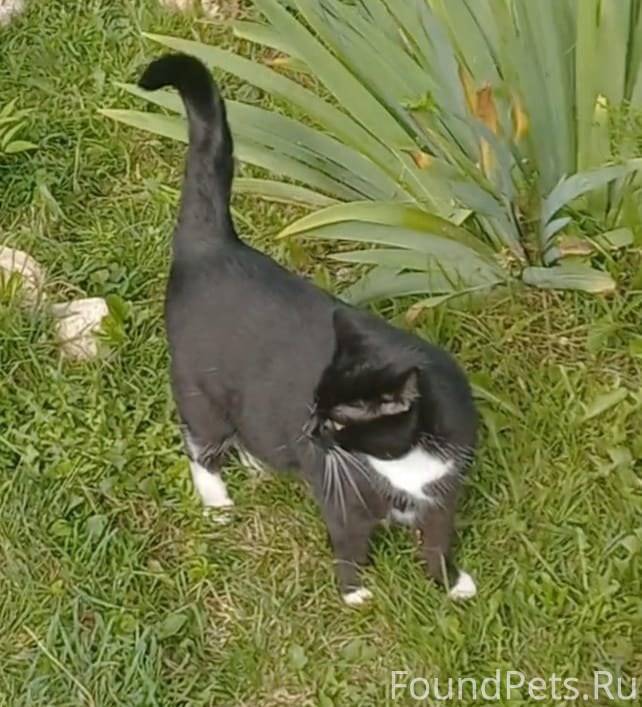 Порода кошек белого цвета с черными пятнами