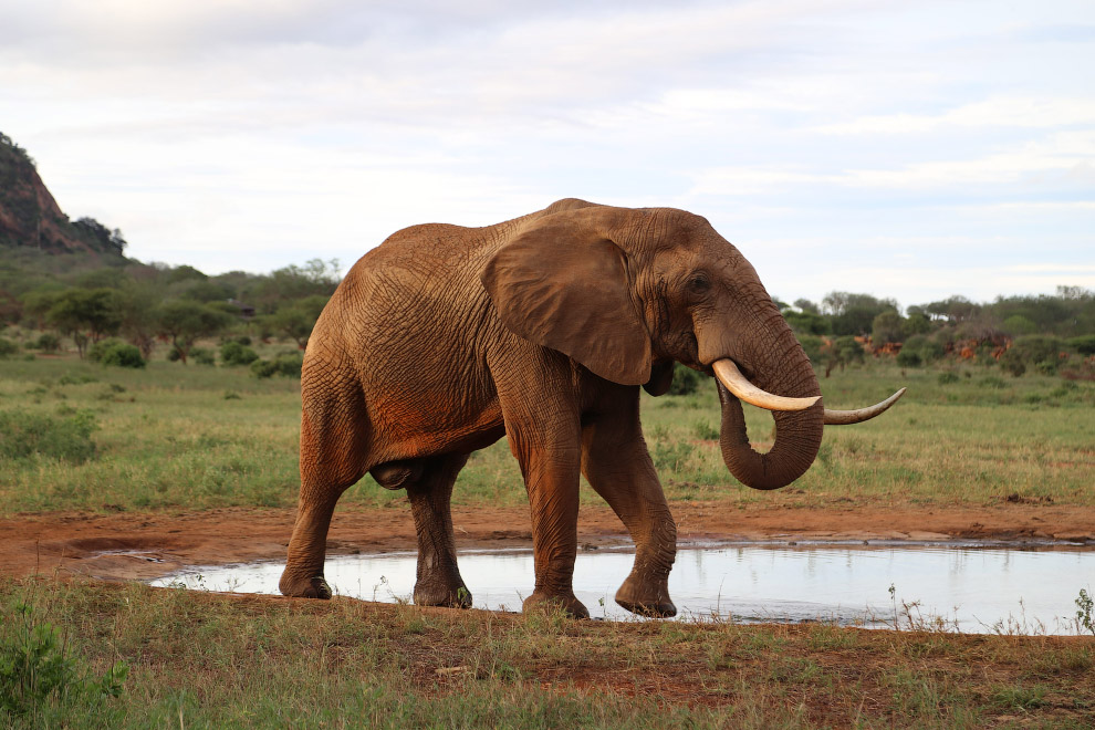 Интересные факты о слонах - 24сми