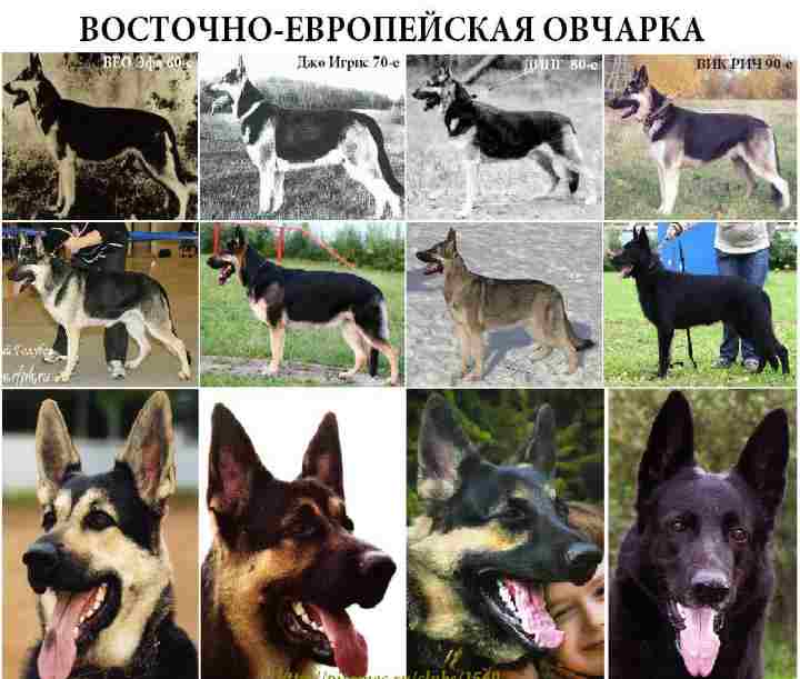 Виды овчарок с фотографиями и названиями на русском языке