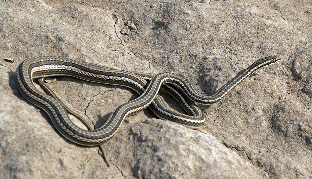 Стрела-змея | описания и фото животных | некоммерческий учебно-познавательный интернет-портал зоогалактика