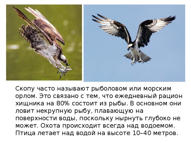 Птица скоп и ее описание: среда обитания и фото скопа