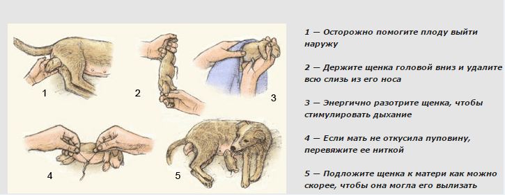Размножение кошек: течка, спаривание и беремменость