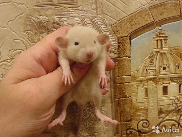 Сколько живет крыса дамбо в домашних условиях