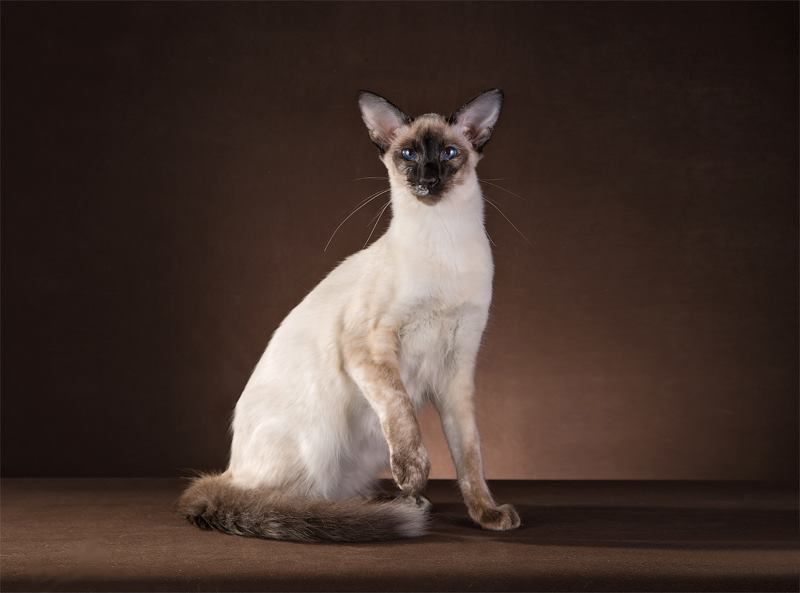 Балинезийская кошка: характер породы и особенности ухода, цена и отзывы, окрас балинезийской кошки
