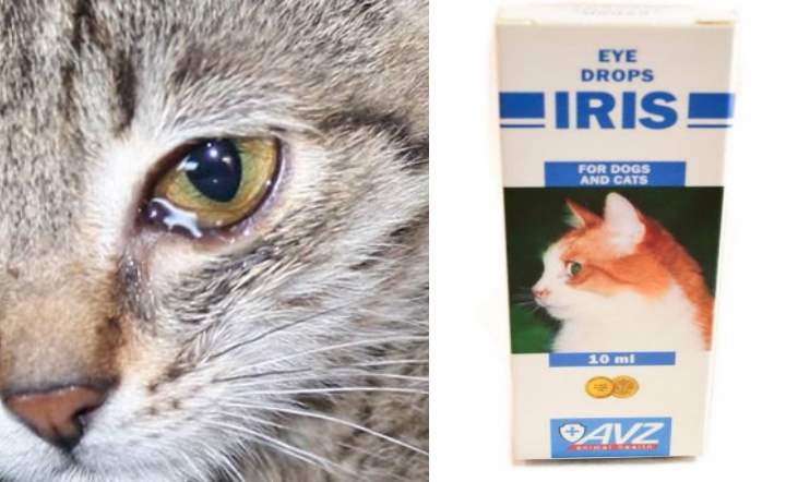 Глазные капли для кошек ирис: подробности состава и применения