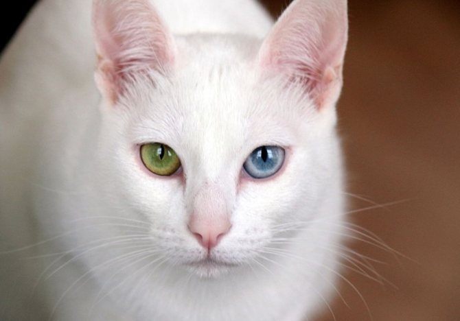 Кошка као мани: описание породы, характер, содержание, фото