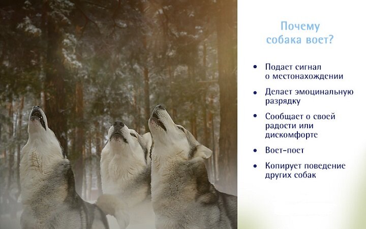 Воет собака во дворе частного дома ночью