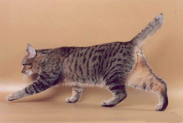 Породы кошек без хвоста с фотографиями и названиями