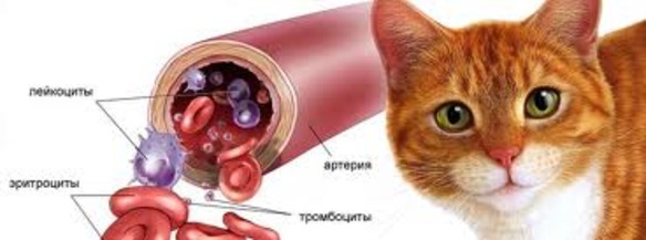 Микоплазмоз у кошек симптомы и лечение, фото | микоплазмоз у кошек опасность для других кошек