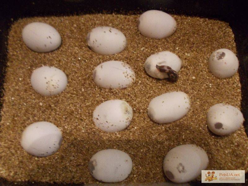 Яйца пресмыкающихся содержат. Инкубация красноухих черепах. Вермикулит для инкубации яиц рептилий. Инкубатор для черепашьих яиц. Инкубация яиц красноухой черепахи.
