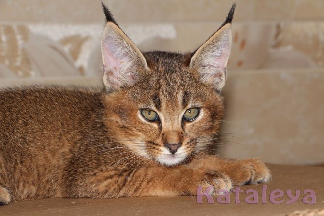 Порода домашних кошек с кисточками на ушах: домашние коты с большим хвостом, без хвоста, похожие на рысь