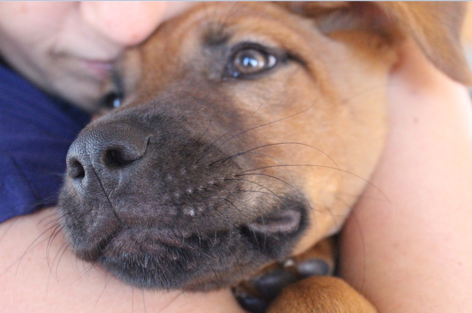 Зачем собакам усы — можно ли их стричь, причины выпадения