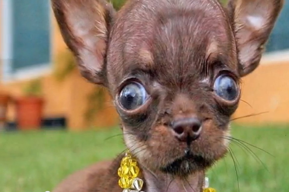 33 фото самых нелепых моментов из жизни собак