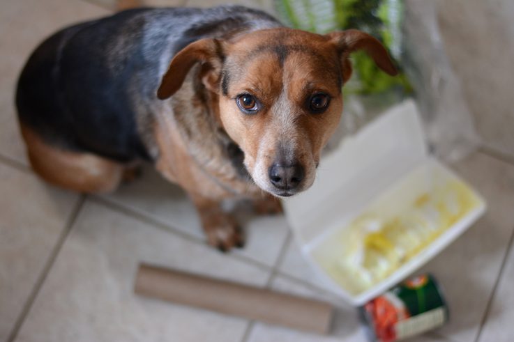 Почему у собак бывает рвота после еды?