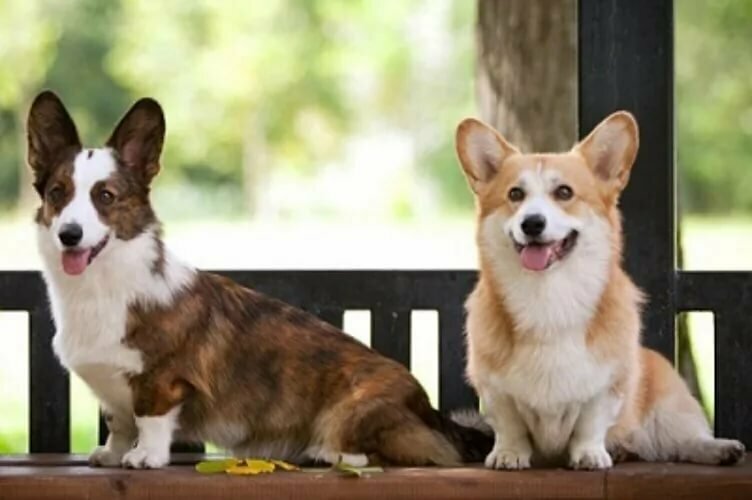 Вельш-корги — самые улыбчивые в мире собаки ⋆ собакапедия