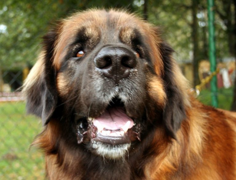 Собаки породы леонбергер, характерные особенности, история происхождения и стандарты породы