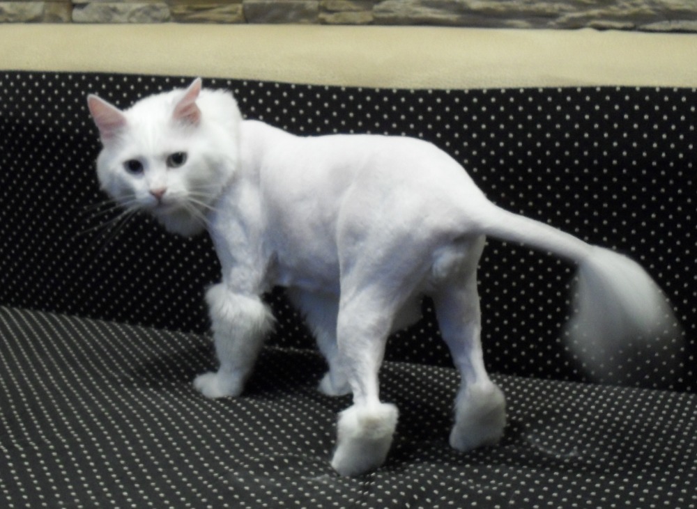 Можно ли брить кошек летом налысо