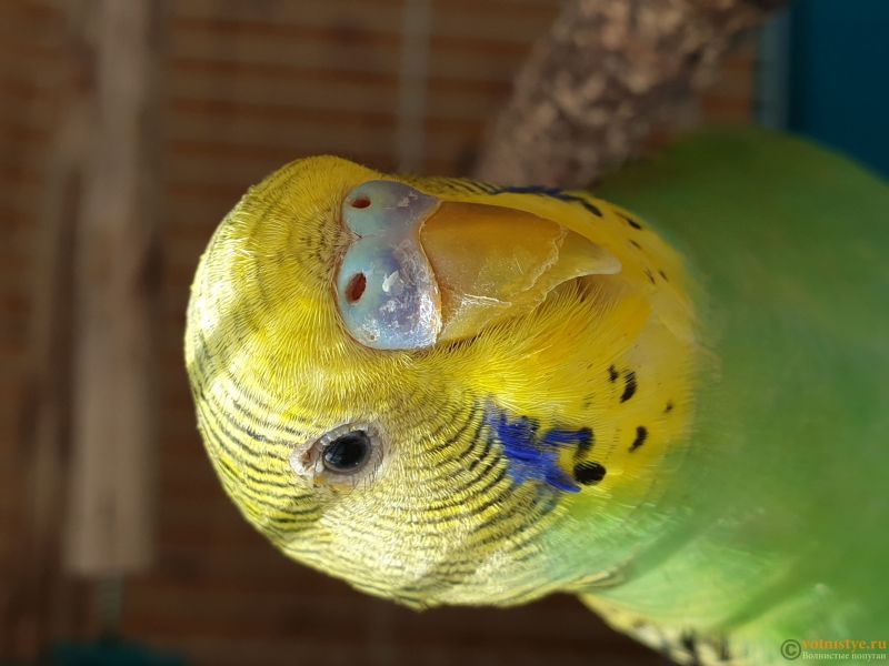 Лечение волнистых попугаев при отравлении