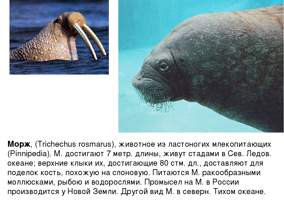 Моржи и тюлени. описание морских млекопитающих