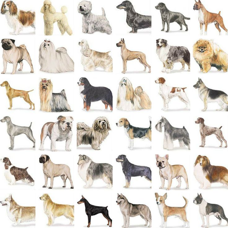 Средние породы собак с фотографиями и названиями пород
