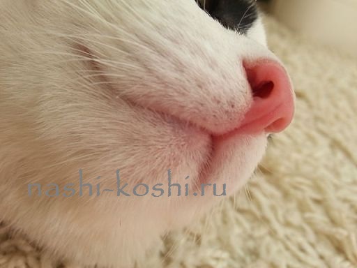 Мокрый нос у кота: почему он холодный и что это значит