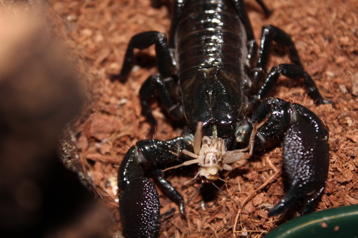 Скорпион животное. образ жизни и среда обитания скорпиона
