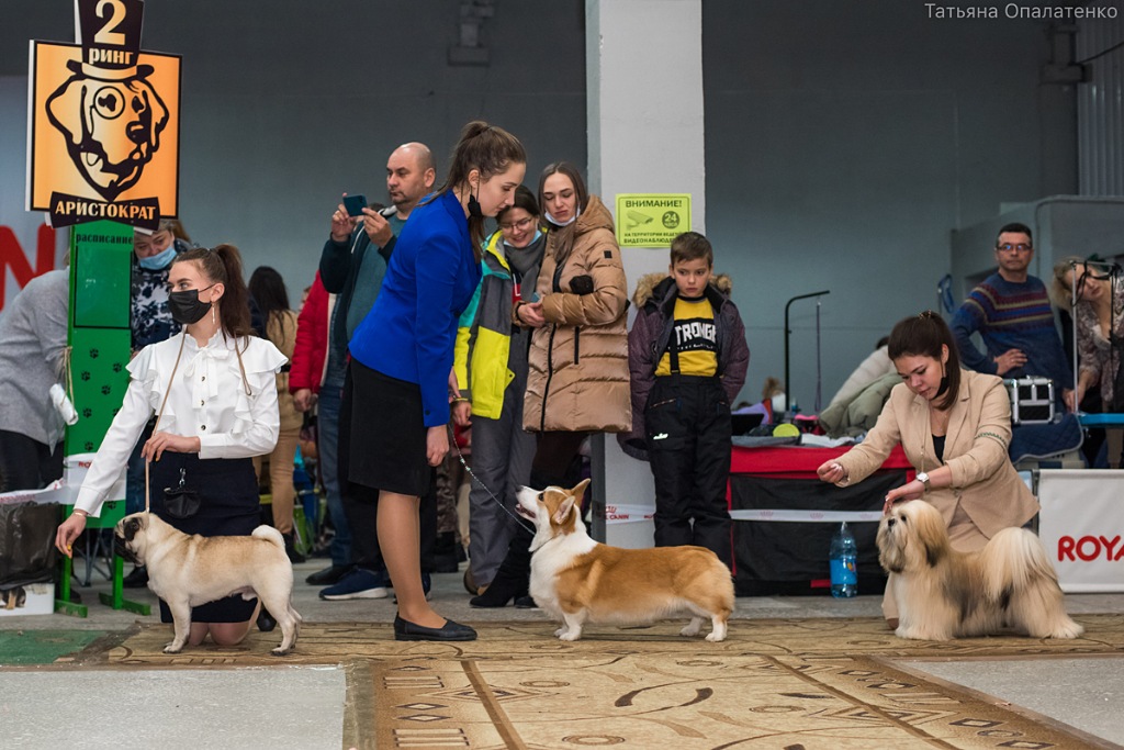 Zooпортал.pro :: international dog show cacib – fci / интернациональная выставка собак cacib – fci «discovery dog show international 2021» . владивосток
