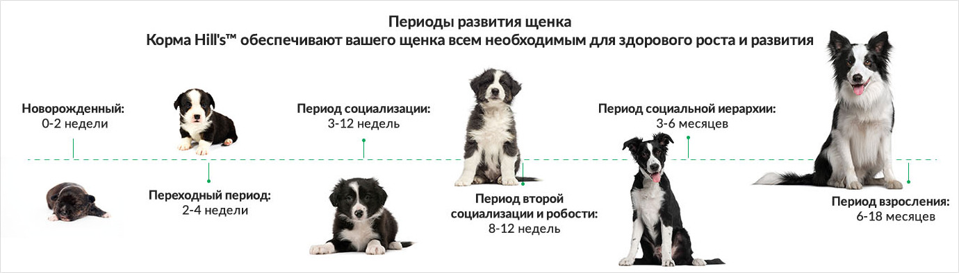 ᐉ в каком возрасте забирают щенков той терьера? - zoomanji.ru