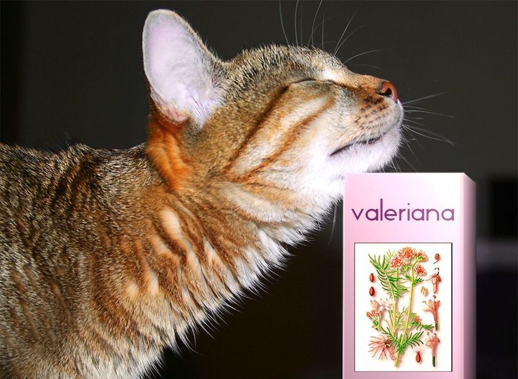Почему коты любят валерьянку – ответ удивит!