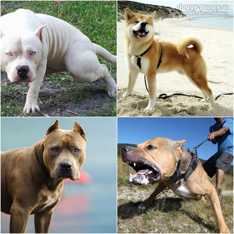 Бойцовские породы собак: список