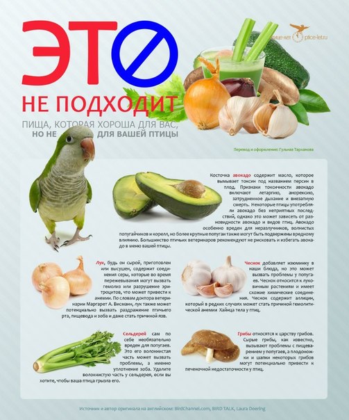 Чем можно кормить волнистых попугайчиков фрукты овощи