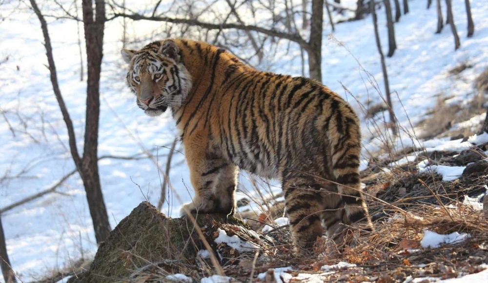 Тигр - описание и фото, чем питается, где обитает, характер, видео