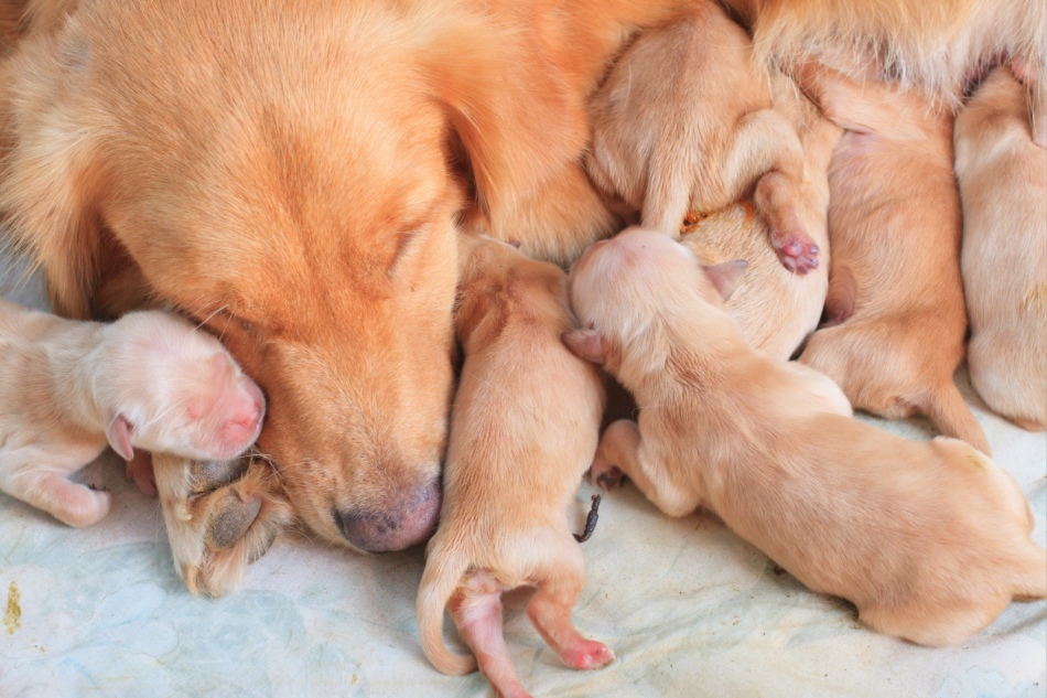 ᐉ когда можно отдавать щенков после рождения? - zoomanji.ru