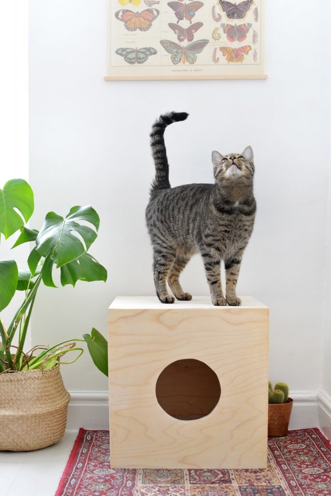 Домик для кошки своими руками: как сделать дом для кота из картонных коробок, фанеры, ткани - пошаговые инструкции, чертежи и фото
