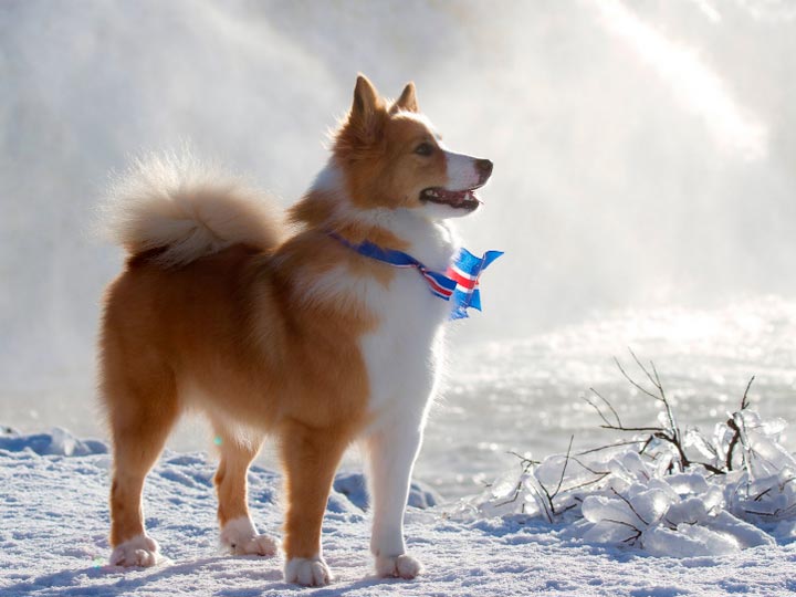 Исландская собака: содержание дома, фото, купить, видео, цена