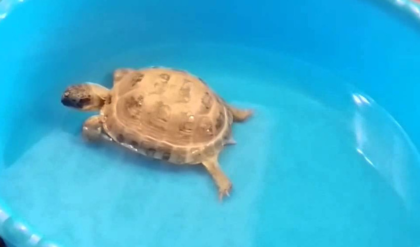 Чем кормить речную черепаху в домашних условиях