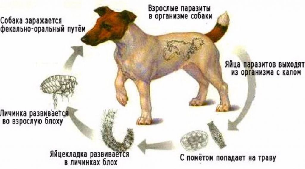 Виды паразитов у собак фото и описание