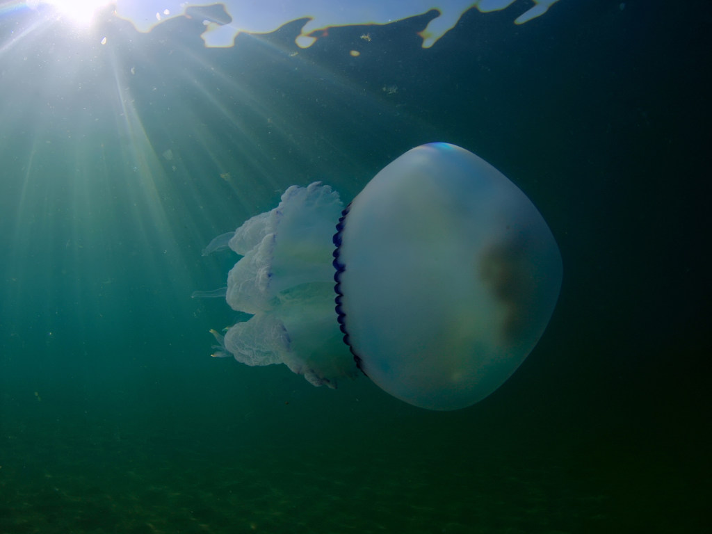 Медузы черного моря