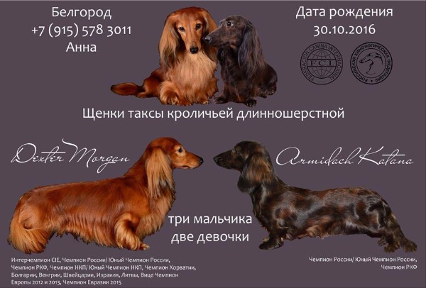 Карликовая такса: как выглядит мини длинношерстная собака на фото, описание породы и какие размеры взрослого питомца