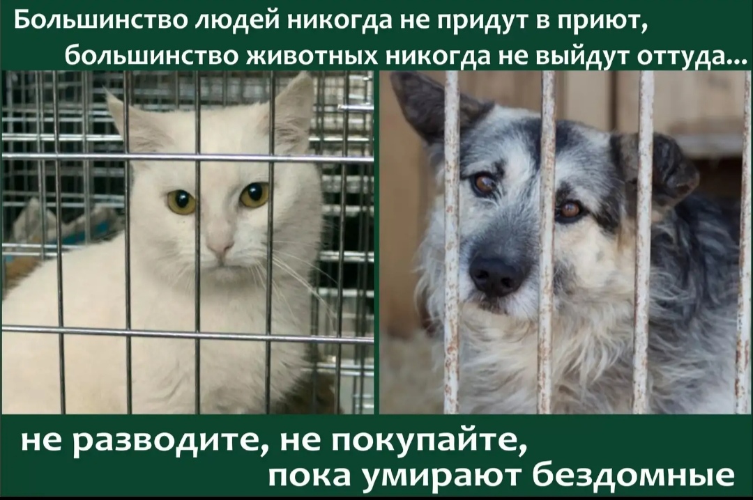 Как вести себя с животными из приюта: пять основных правил - gafki.ru