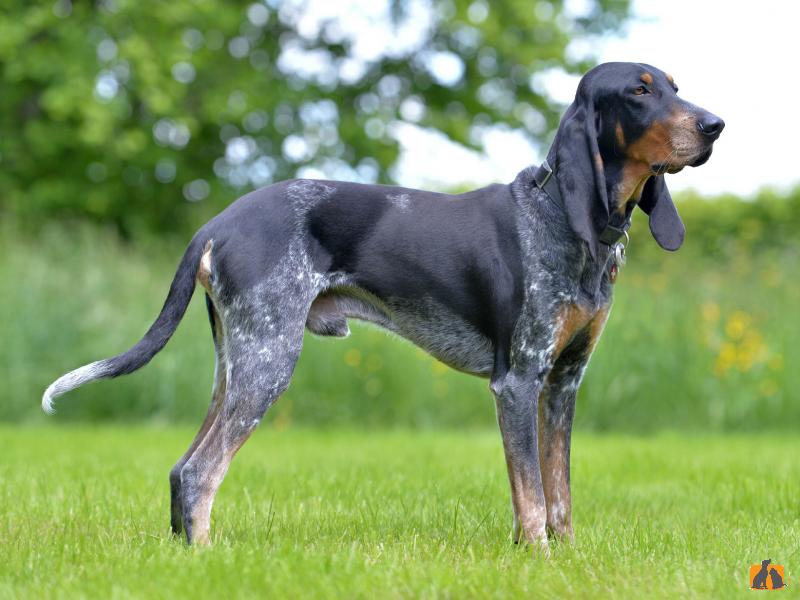Австрийская гончая(брандл бракк): описание породы и характера (с фото) | все о собаках