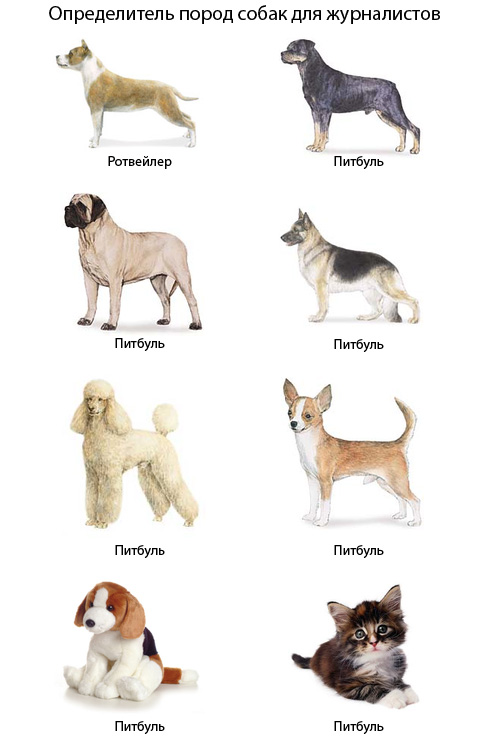 Собаки для детей: список представителей с фото
