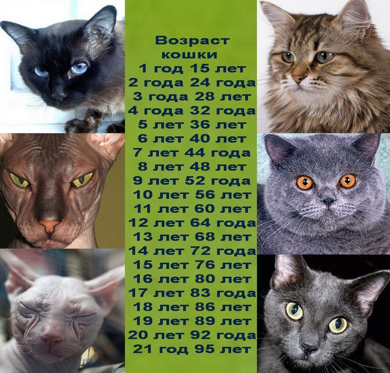 Сколько живут кошки? средняя продолжительность жизни котов в домашних условиях. сколько лет кошке по человеческим меркам?