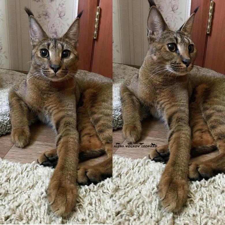 Каракал (кошка): фото, цена котенка, описание породы и уход